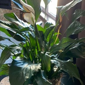 Meet your Posher, Pam